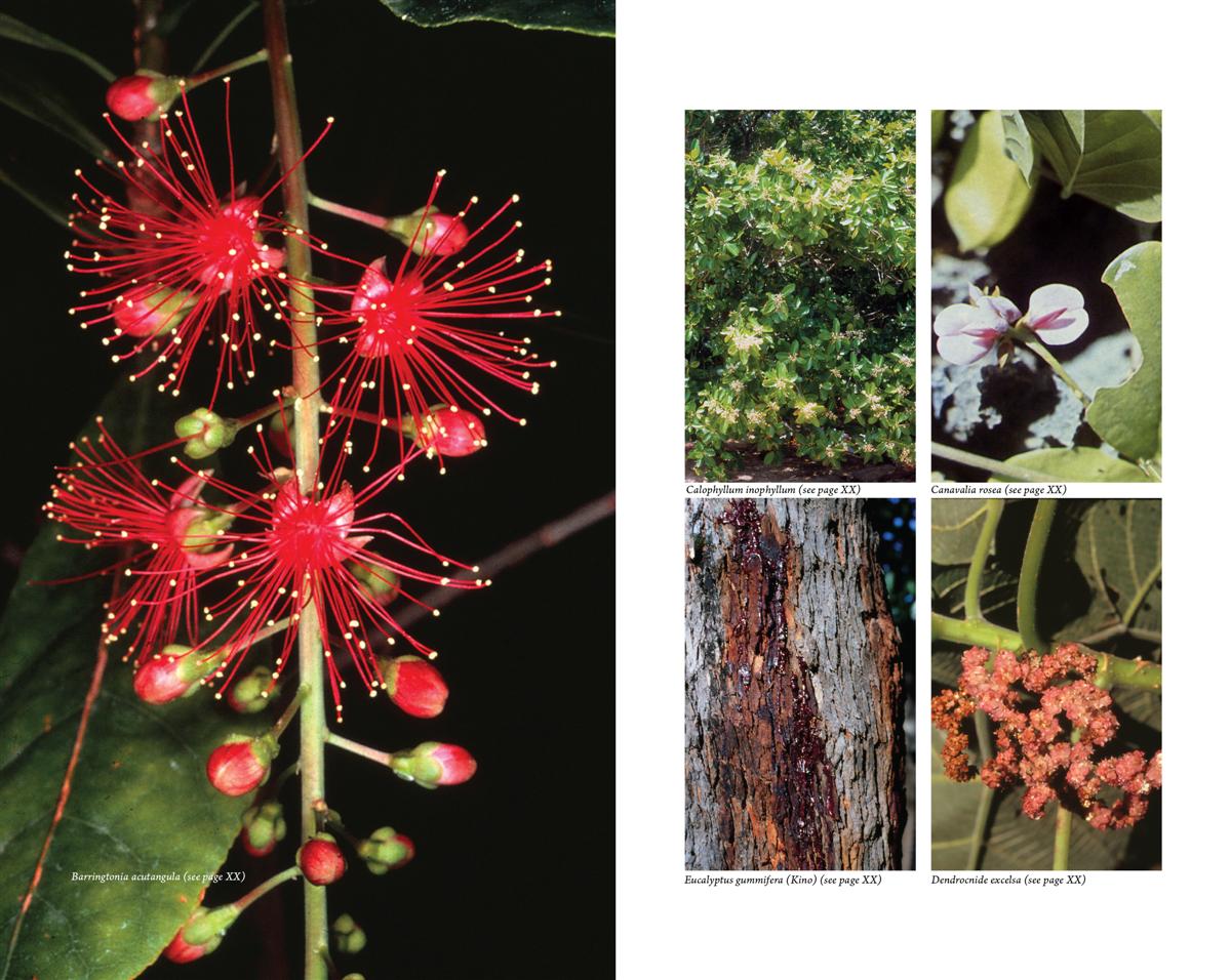 Australian Medicinal Plants - Image 3