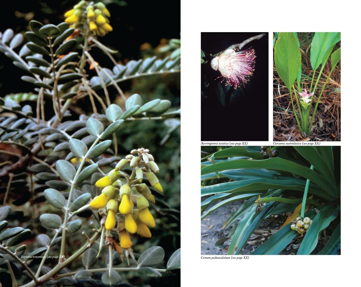 Australian Medicinal Plants - Image 4
