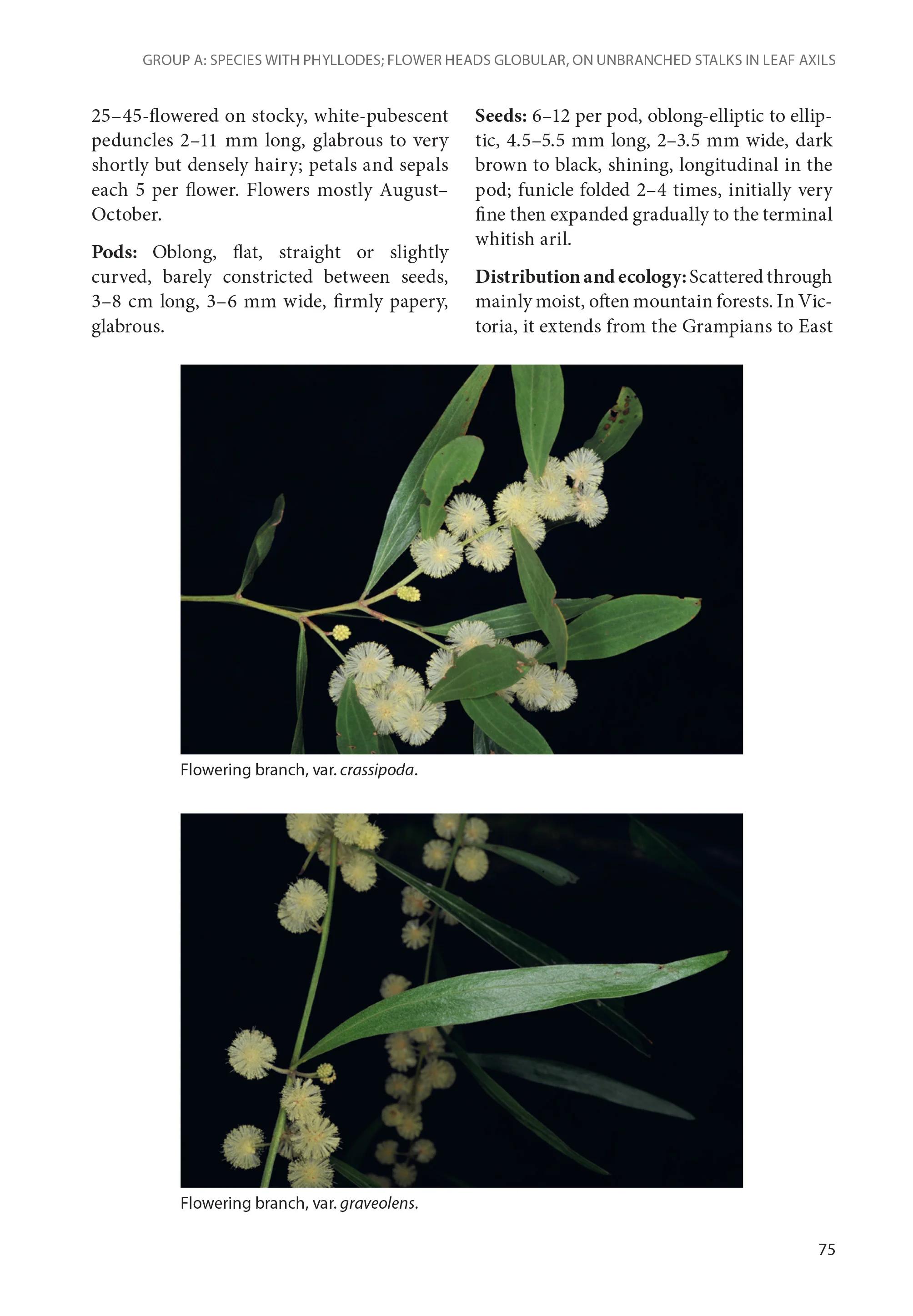 Wattles of Victoria and Tasmania - Image 3
